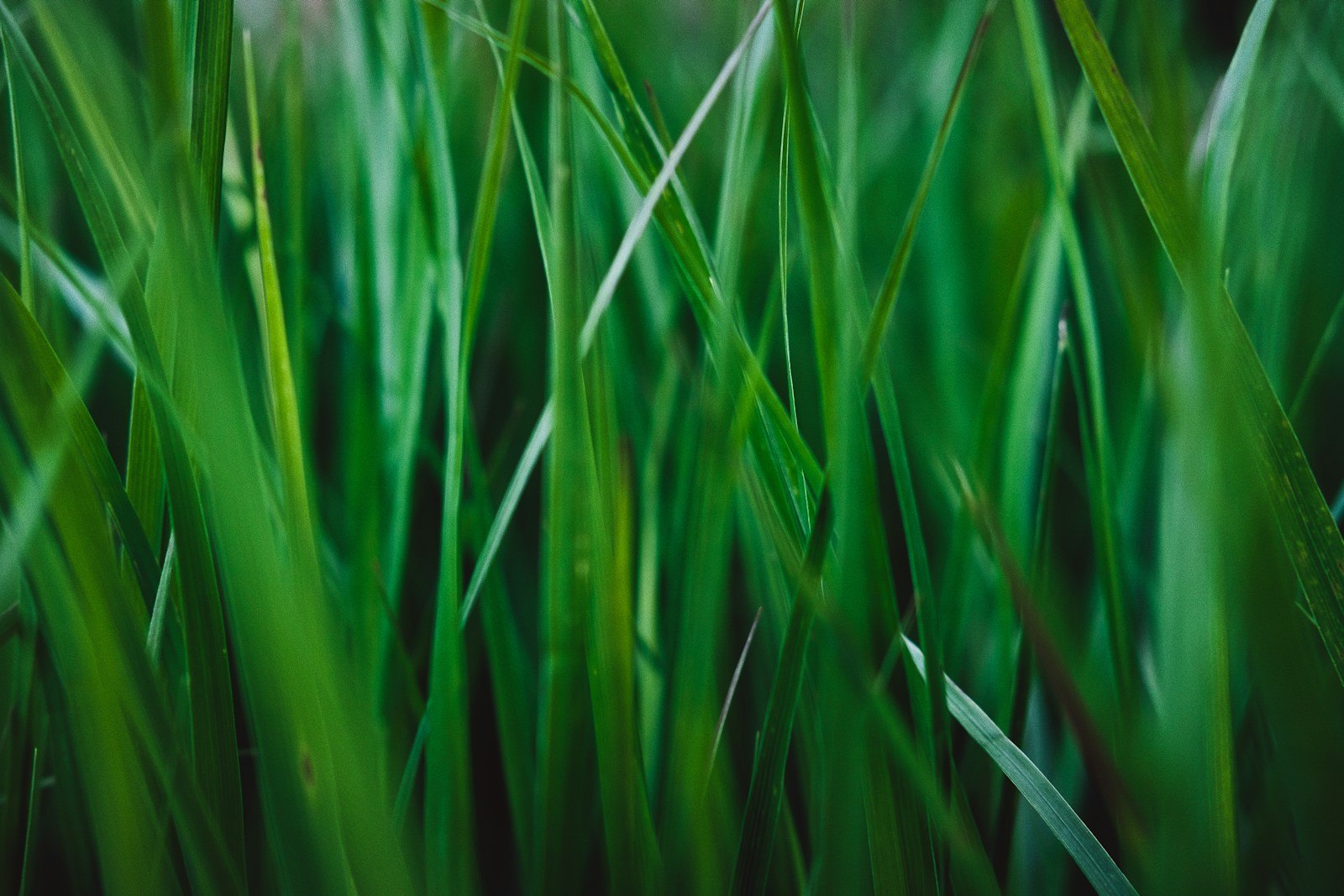 Illustrative green grass blades in close-up