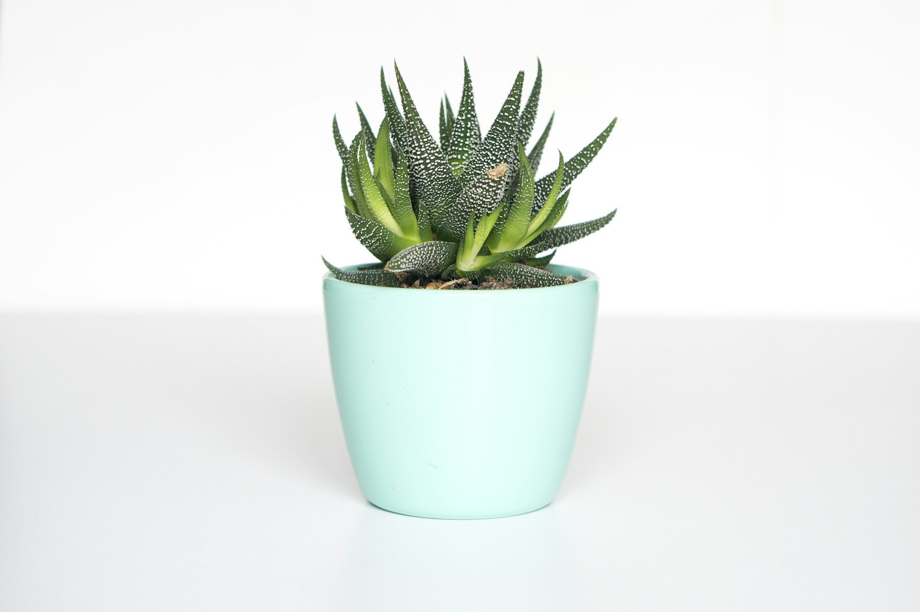 Illustrative small succulent in a pale green pot
