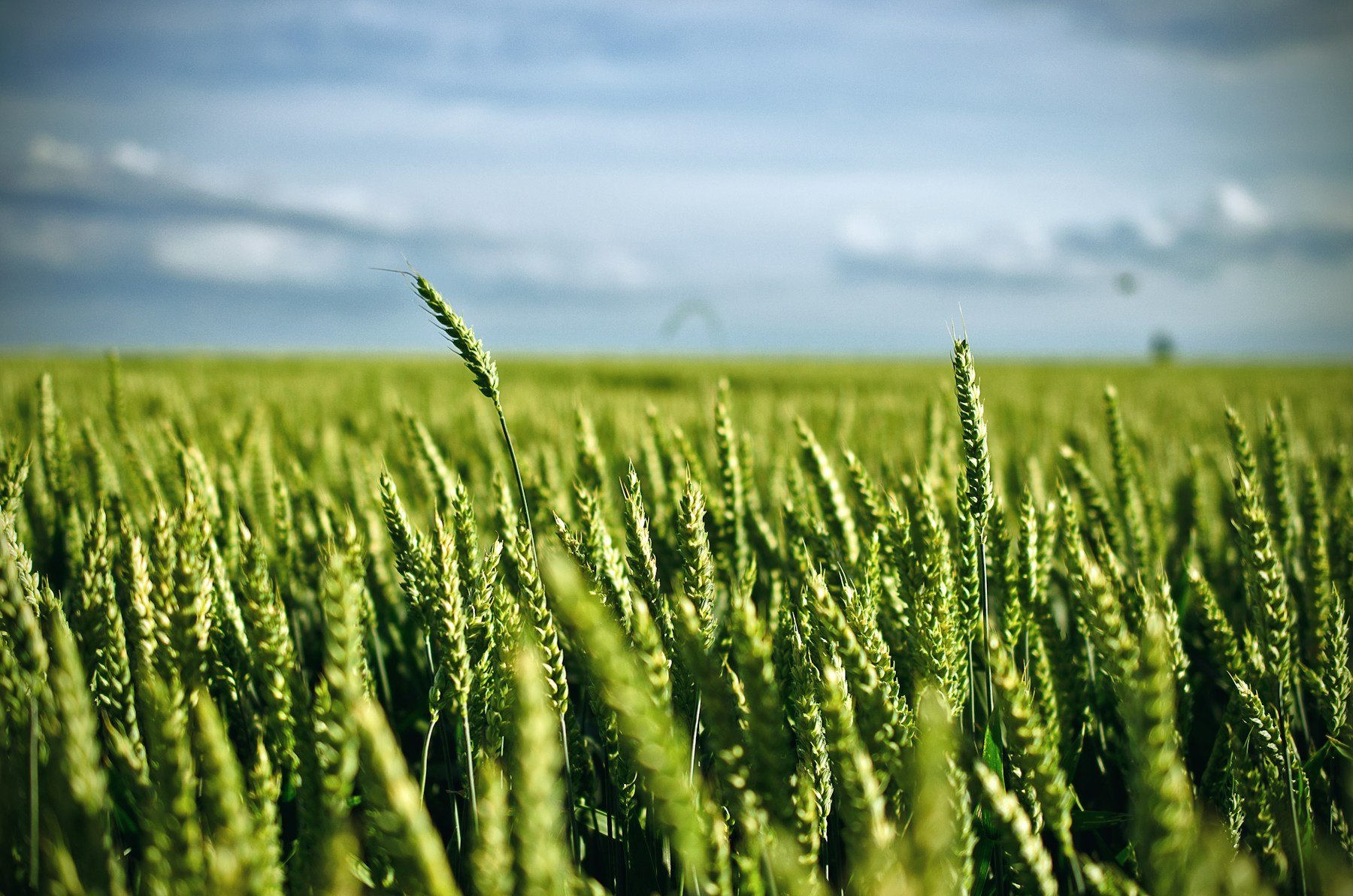 Illustrative green cereal seed heads in a field